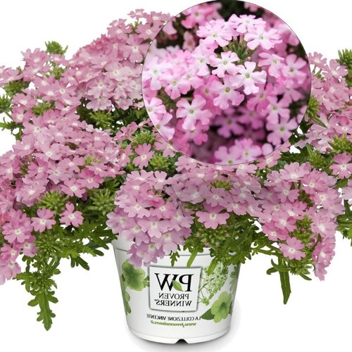 Verbena 'VEPITA Pink' - Aed-raudürt 'VEPITA Pink' P9/0,55L